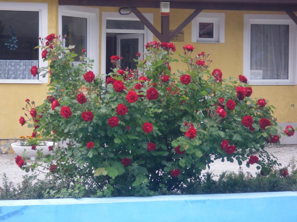 Tulipan Bungalow Camping Resort Gyenesdiás Exteriör bild